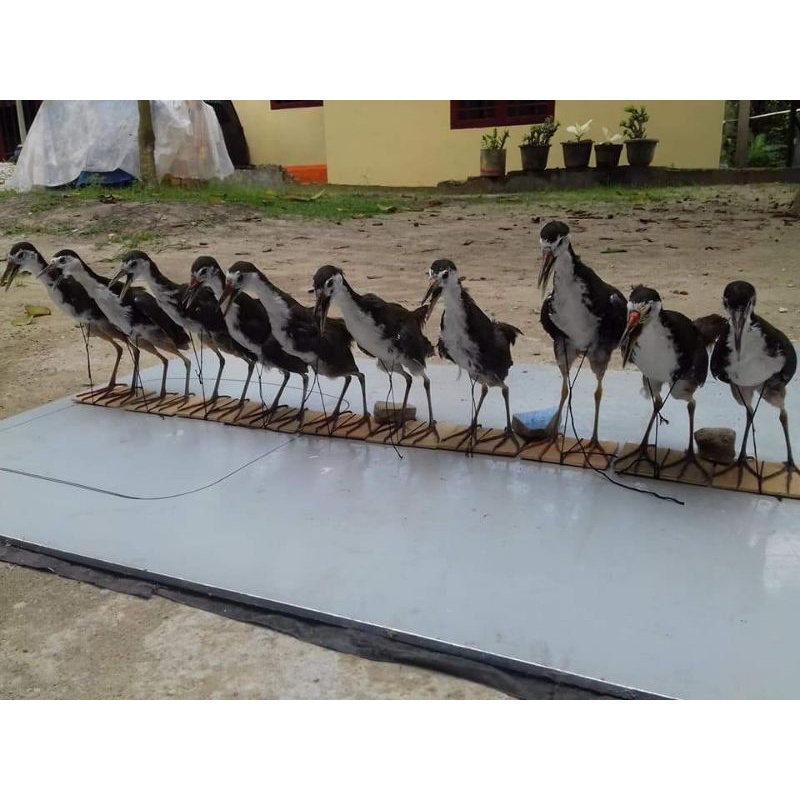 JONTROT BURUNG RUAK RUAK, PATUNG MUMI BURUNG RUAK RUAK,JERAT RUAK RUAK