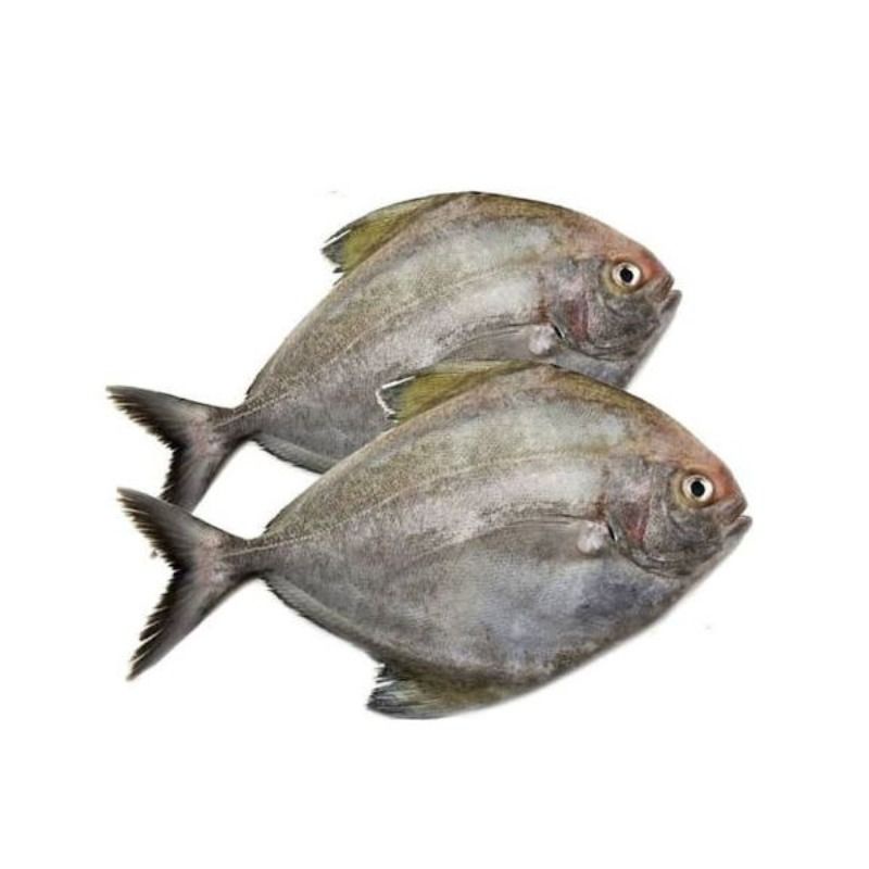 

Ikan Bawal Hitam Segar
