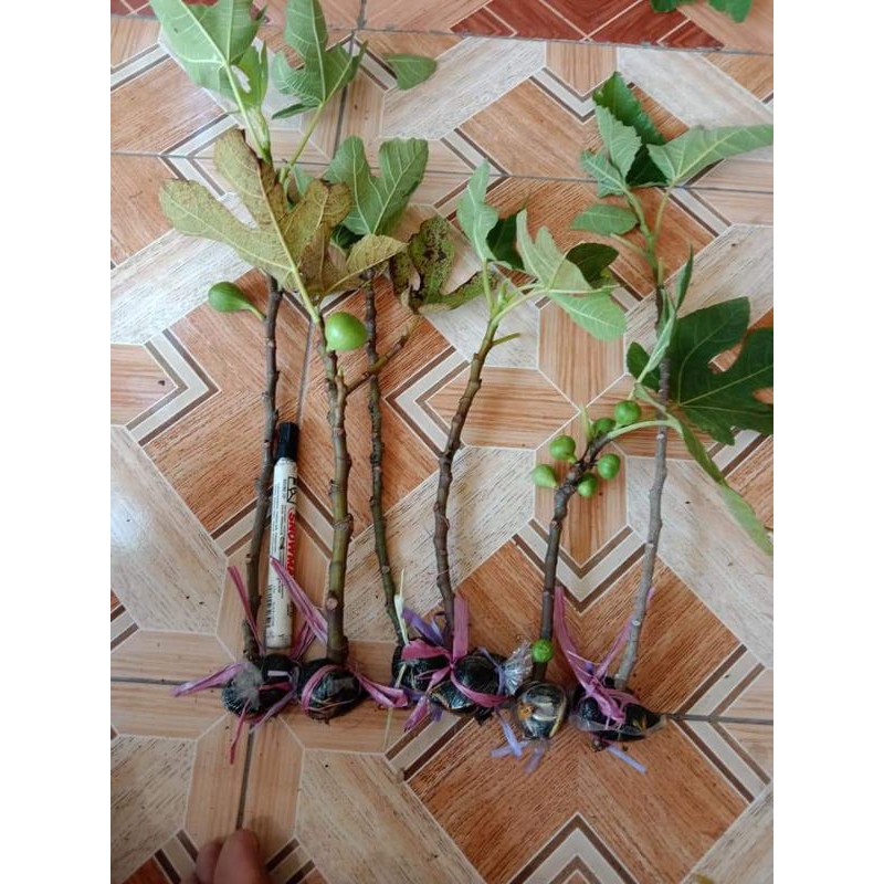 bibit buah tin,paket 6 bibit