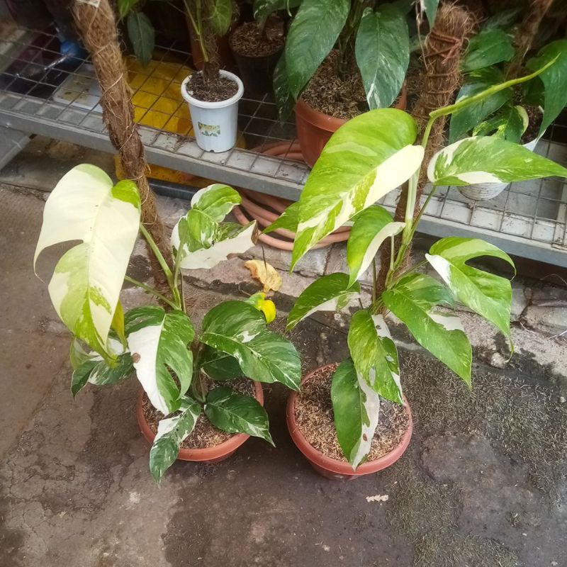 paket 2 epip varigata