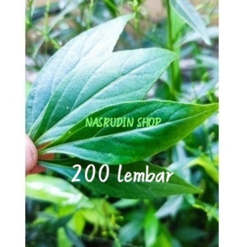 

DAUN SAMBILOTO 200 LEMBAR SEGAR / DAUN SAMBILOTO KUSUS DAUN LANGSUNG PETIK / DAUN HERBAL / OBAT HERBAL / PROMO / DISKON / TERPARIS / TERMURAH