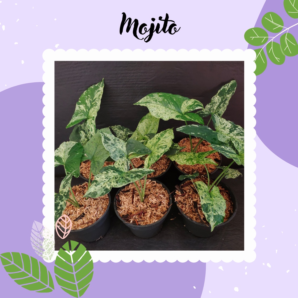 SYNGONIUM MOJITO MURAH BIBIT SYNGONIUM MOJITO MURAH TANAMAN MOJITO