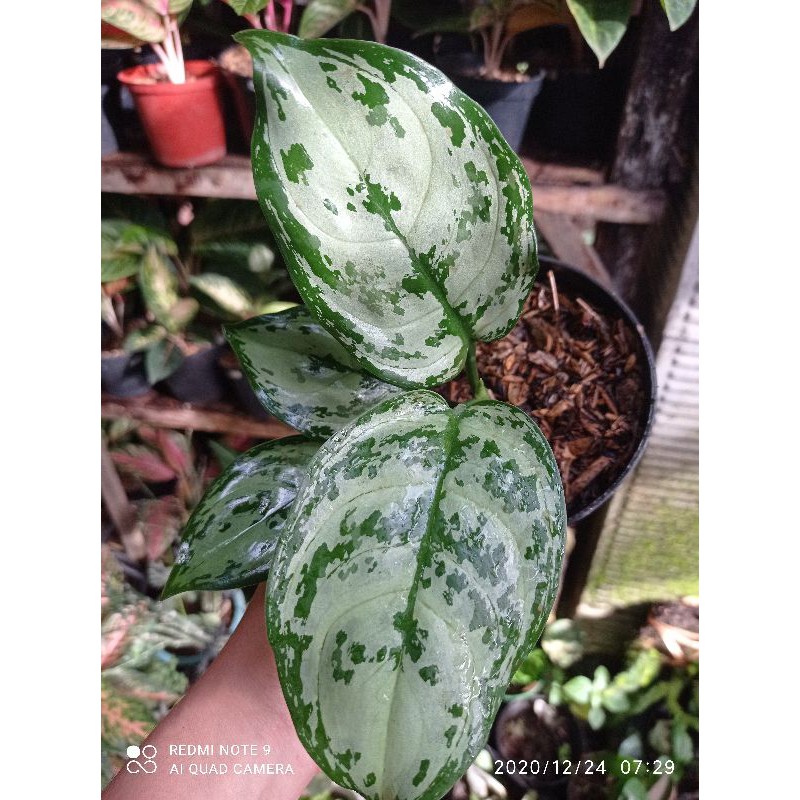 Aglonema green compacta