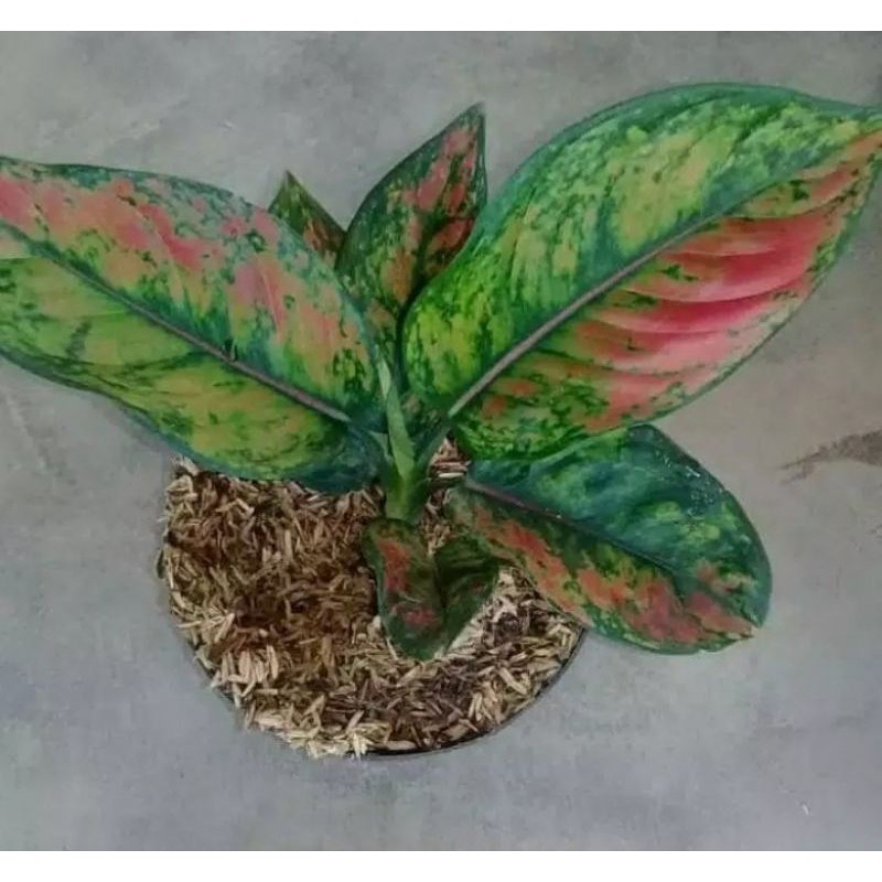 aglonema heng heng indukan 5-6 daun
