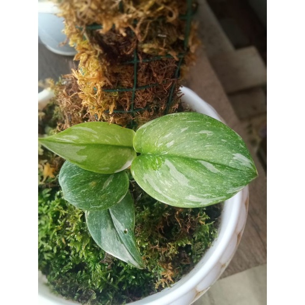 Sangat Cantik scindapsus moonlight varigata | sp borneo