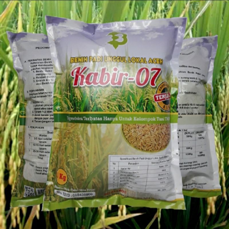 Padi Kabir 07 Genjah
