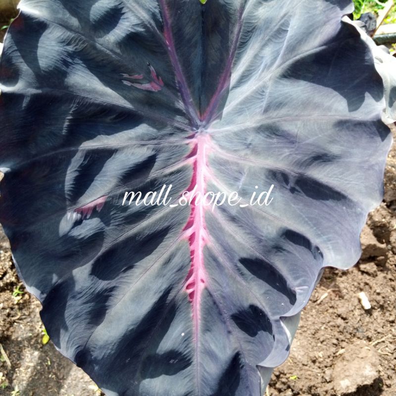 colocasia hybrid SBA series black diamond