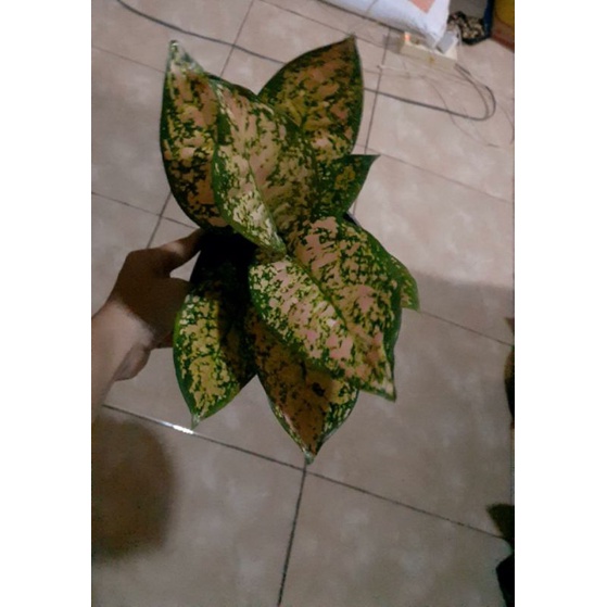 aglonema ruby orange n Gatotkaca