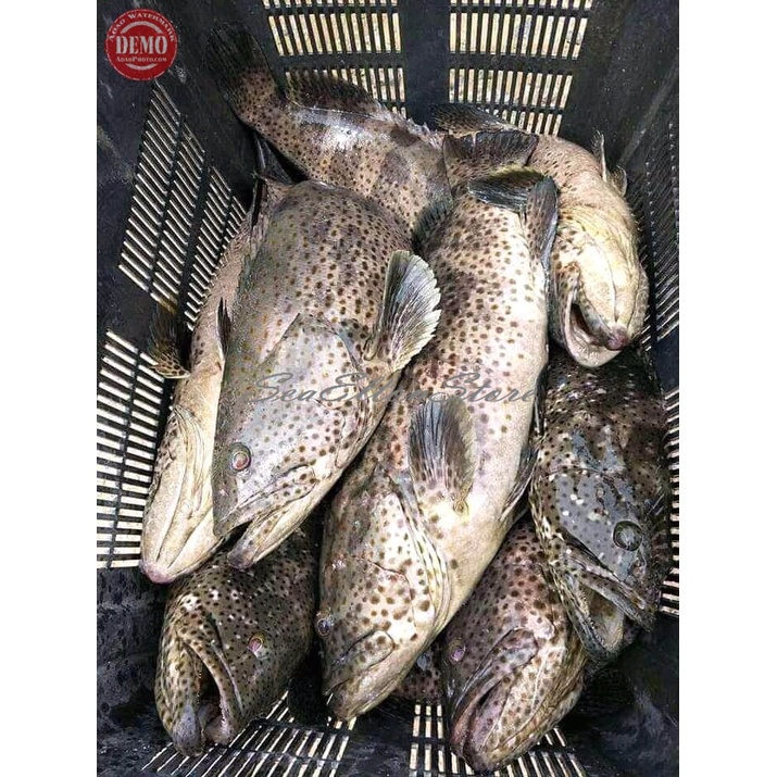 

IKAN KERAPU SEGAR KERAPU BALONG Ikan Laut Segar 1Kg