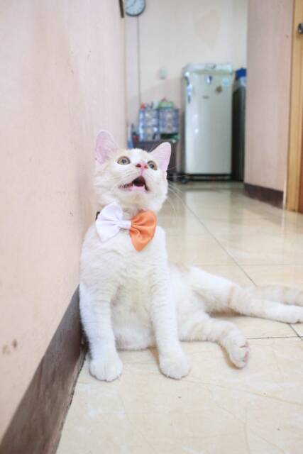 Bowtie dasi kupu-kupu orange putih untuk kucing dan anjing size kitten dan adult