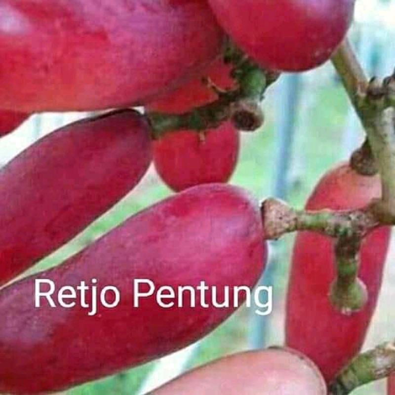 bibit anggur Reco pentong