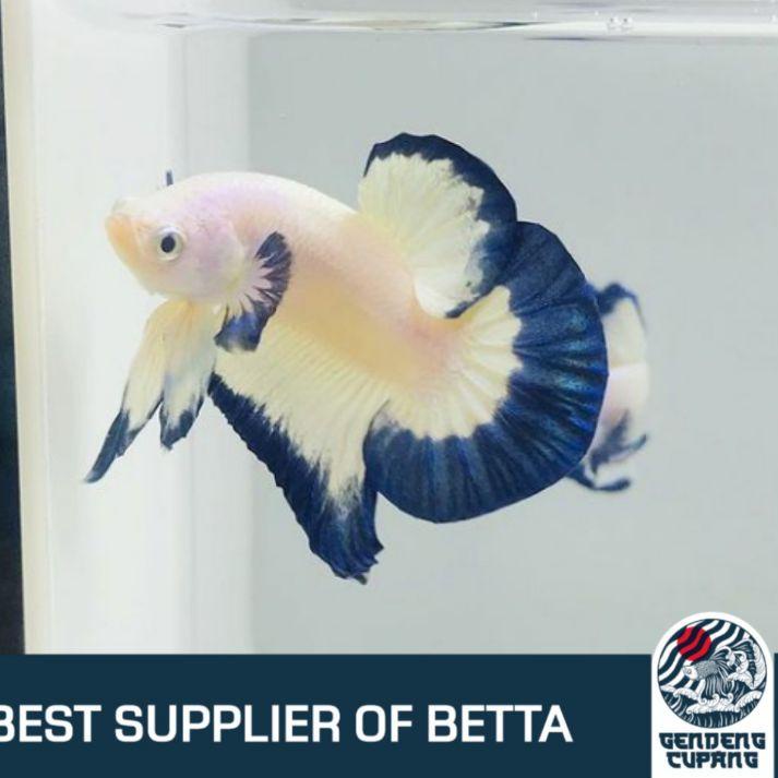 ♥MURAH LEBAY♥ [PROMO] Male / Female , Jantan / Betina lkan Cupang Blue Rim Clean Body / Panda / BR S