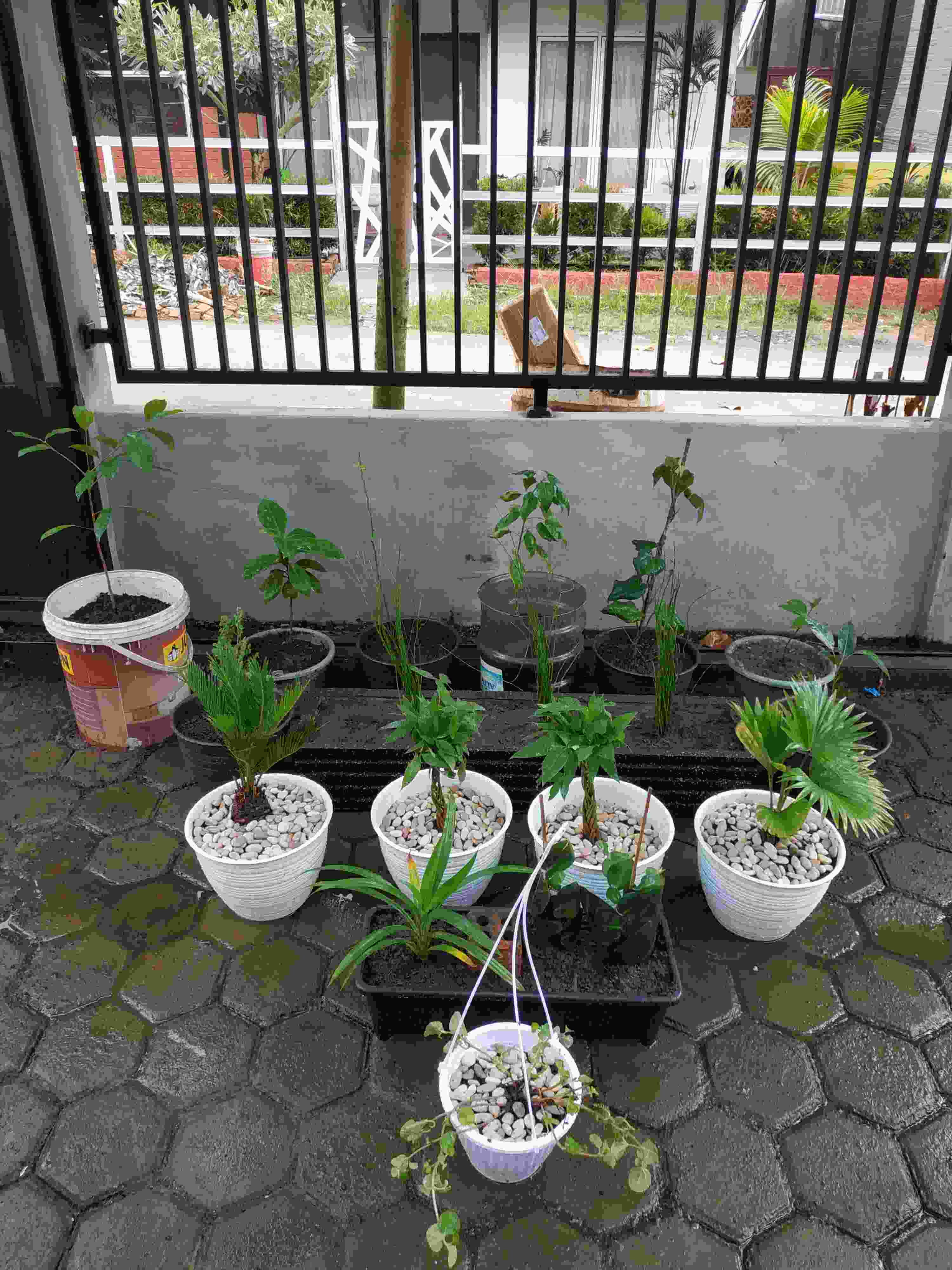 Palem Sikas / Serit  Tanaman Pot Dekorasi Taman