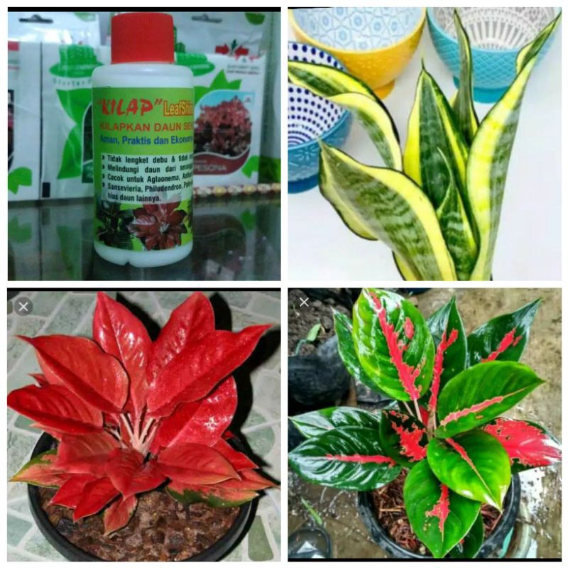 KILAP Leaf Shine Pengkilap daun Aglonema Sansivera Kuping Gajah