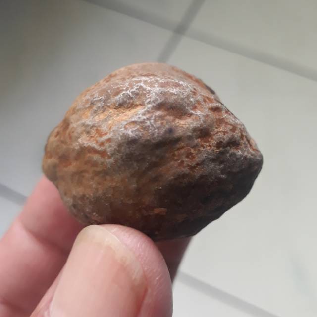 Kemiri Adu Muncang adu Anak Mayit Ustad MU