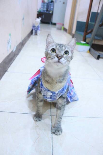 Dress kotak-kotak biru untuk kucing &amp; anjing /Jual Baju Kucing Terlengkap &amp; Berkualitas size S-XL