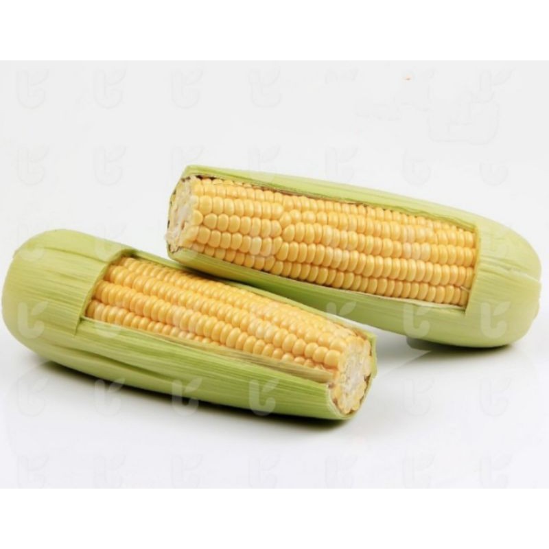 

Jagung Manis Kulit 2pcs