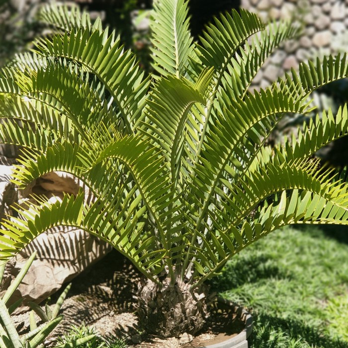 Encephalartos longifolius blue joubertina