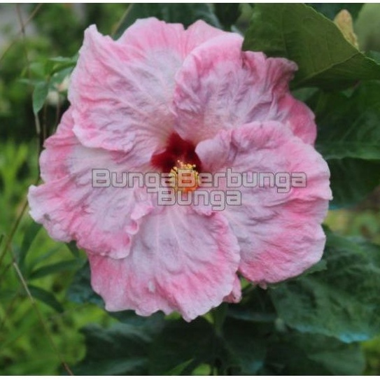 bibit tanaman hias kembang bunga sepatu hibiscus bangkok jumbo cotton pink
