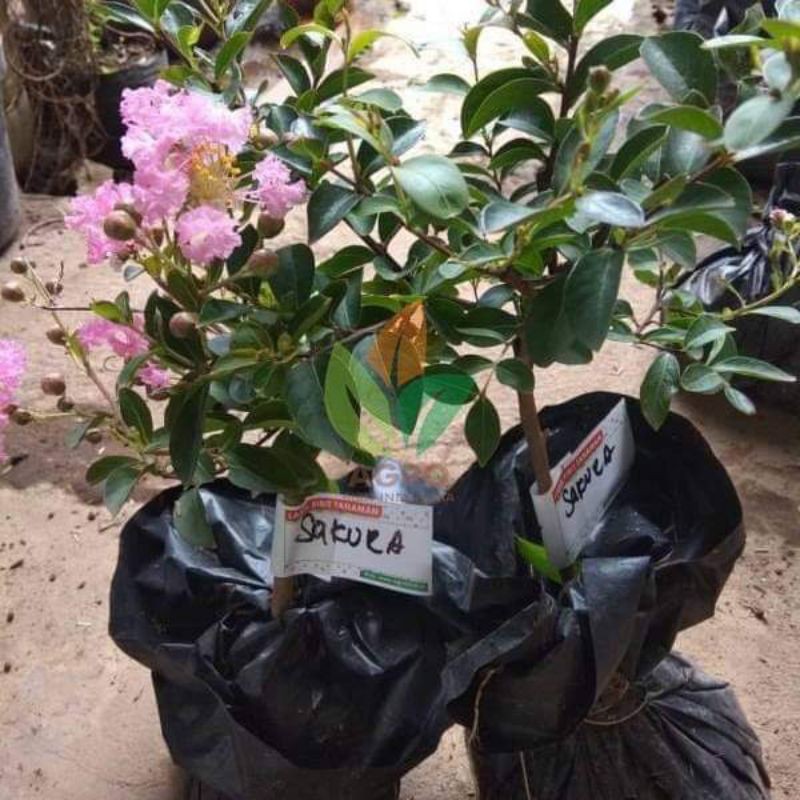 Bibit Bonsai Sakura Bunga Pink