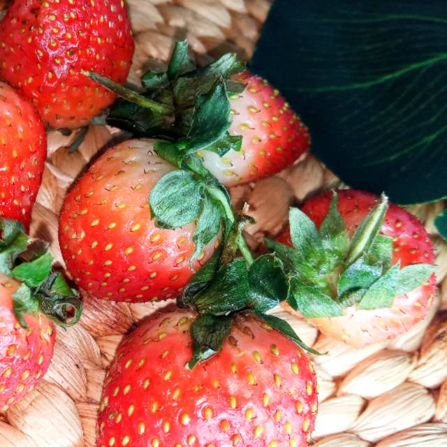 febykurniawatirejeki