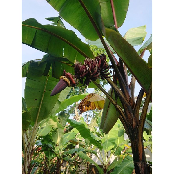 Bibit Pisang Langka Raja Nangka Merah