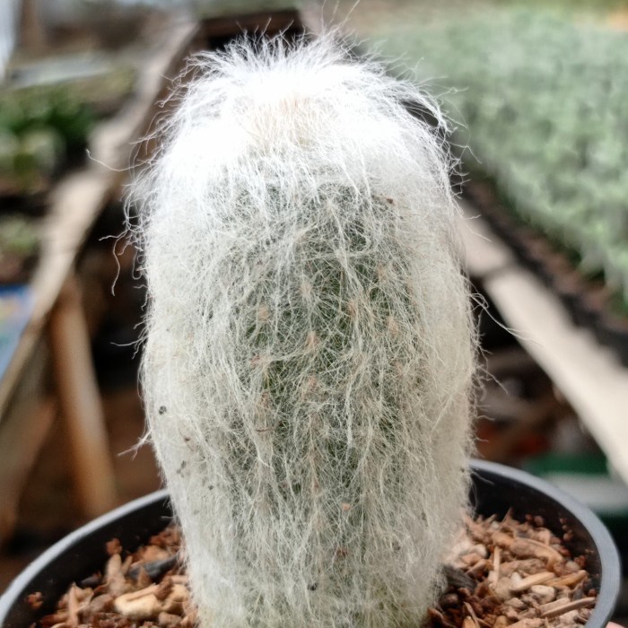 kaktus oldman import thailand KAKTUS SUKULEN TANAMAN HIAS