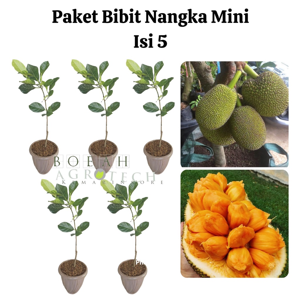 Paket Hemat Bibit Nangka Mini Okulasi Isi 5 Bonus Bibit Strawberry+Polibag