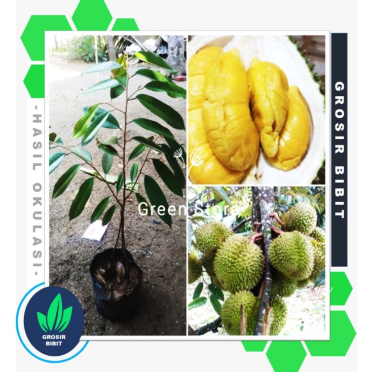 Baru Bibit durian montong kaki 3 Super