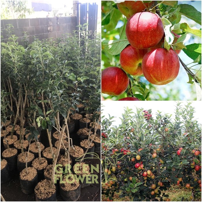 Bibit Apel Anna - Apel Batu - Apel Malang