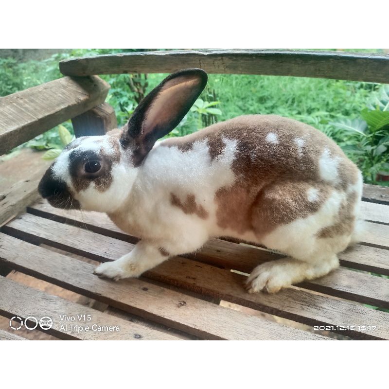 kelinci indukan rex ( jantan )