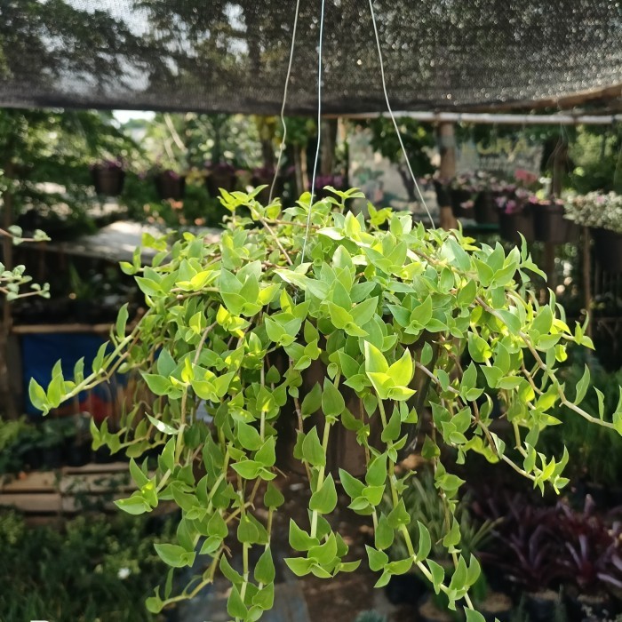 tanaman hias gantung air mata janda + pot