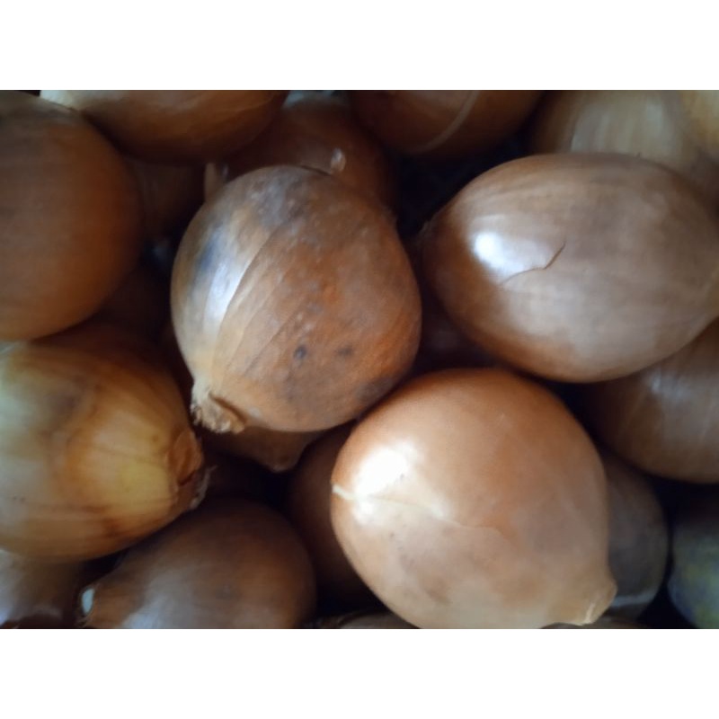 

bawang bombay 1000gr