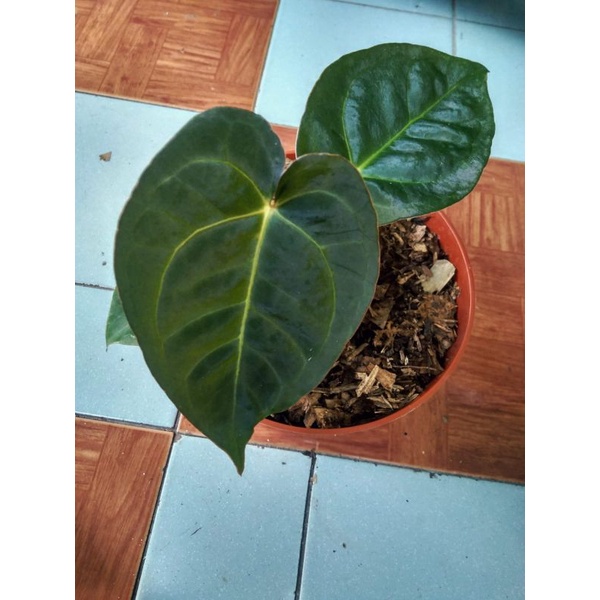 anthurium kuping gajah desleri ori