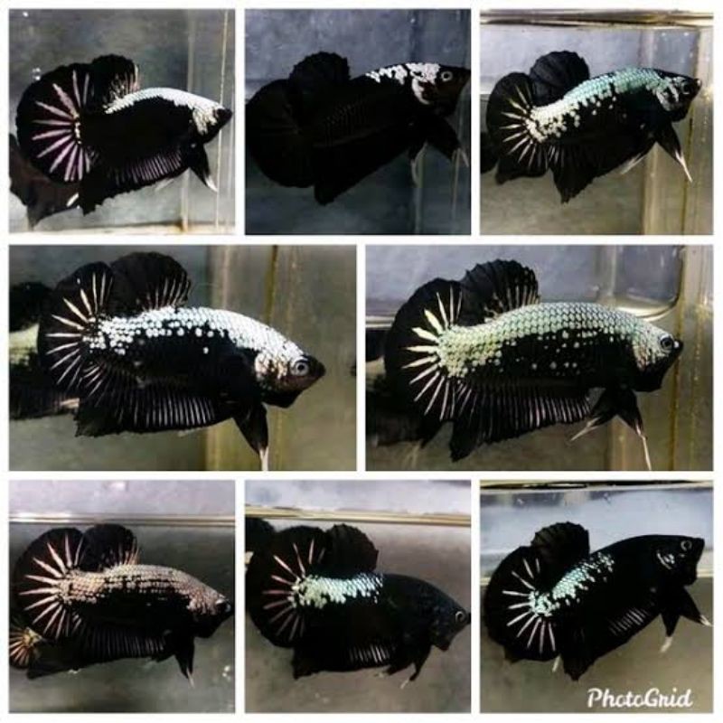 IKAN CUPANG BLACK MAMBA JANTAN