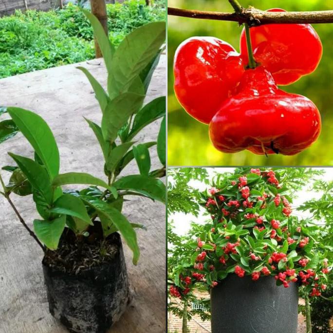 D4N Bibit Pohon Jambu Air Merah Buah Jambu Kancing Cangkok Bibit Jambu Air