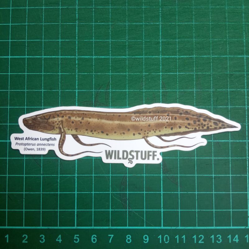 Sticker Wildstuff West African Lungfish Protopterus annectens