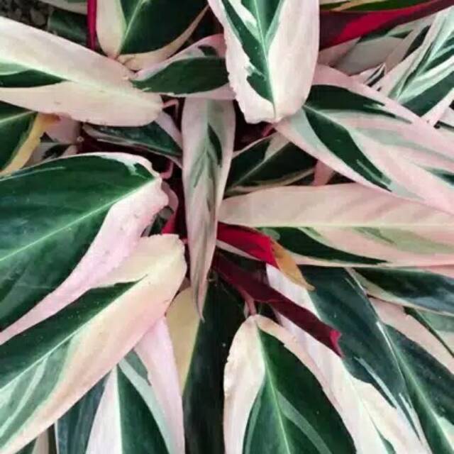 Tanaman Calathea Multicolor