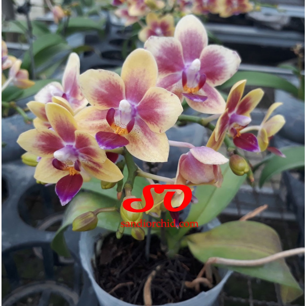 Anggrek Bulan Mini Kuning Tua Spark Merah