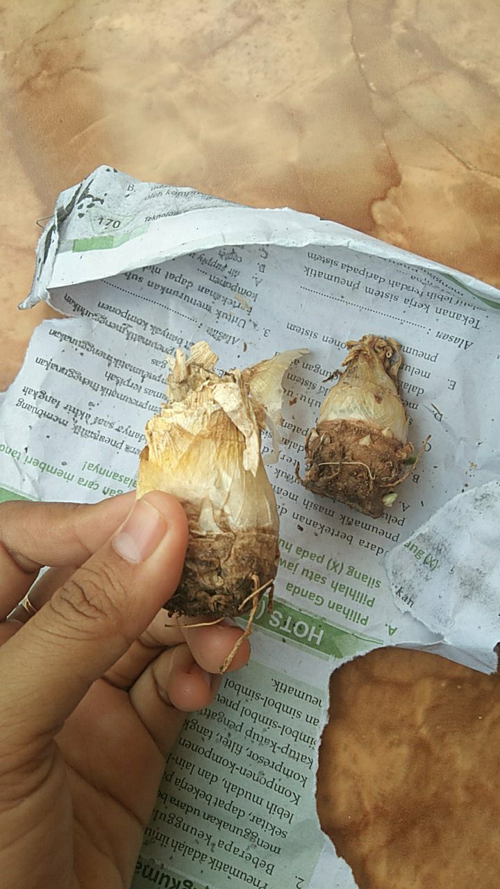 Paket Umbi Rain Lily Dan Sedap Malam