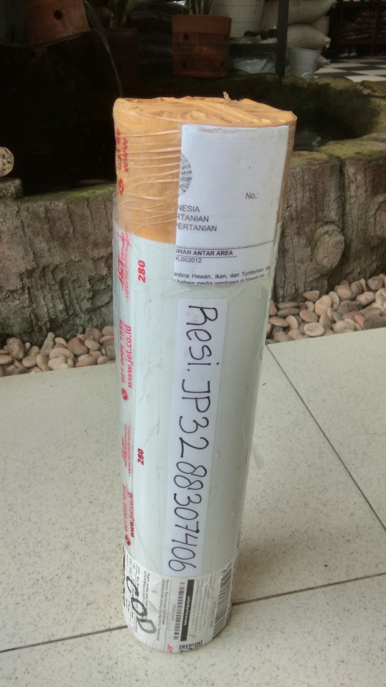 Alocasia Jacklyn Sp Sulawesi Anakan Rawatan 1 Daun!!!