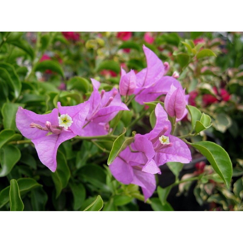 JUAL Bibit Kembang Kertas Bunga Bougenvile Bogenvile