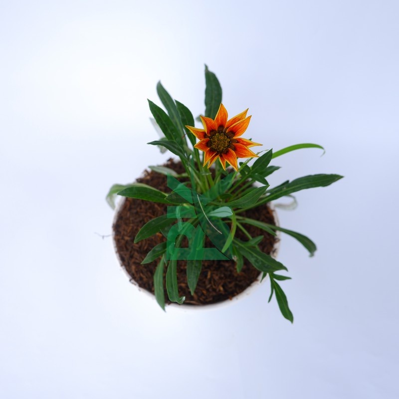 Tanaman gazani mini orange blooming sunflower (gazania) - BAKUL KEMBANG