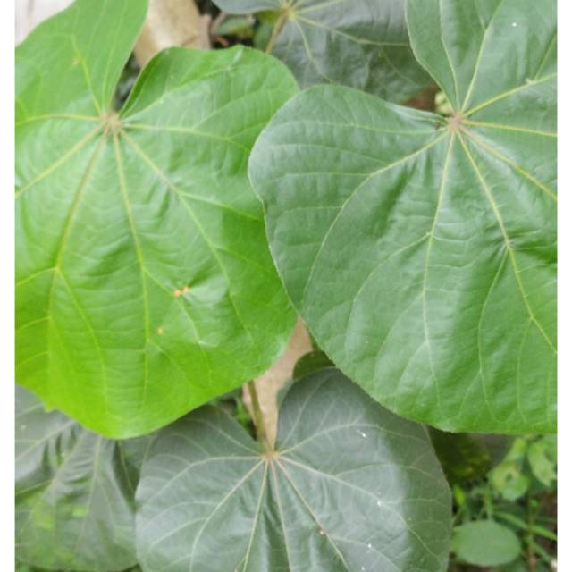 

1lembar Daun waru segar daun baru obat herbal TBC dan paru paru