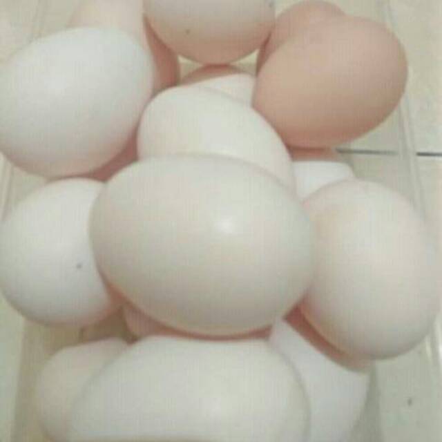 110 Butir Telur Ayam KUB Fertil