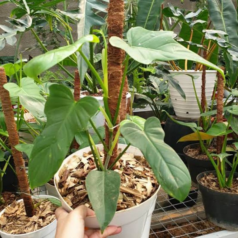 (INYONG PLANT) PHILODENDRON VIOLIN
