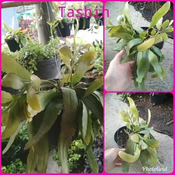 tanaman hias wijaya kusuma - wijaya kusuma tasbih⠀⠀⠀