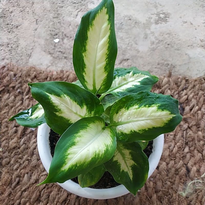 Tanaman Hias Dieffenbachia Tissue | Blanceng Tisu | Sri Rejeki Tisu