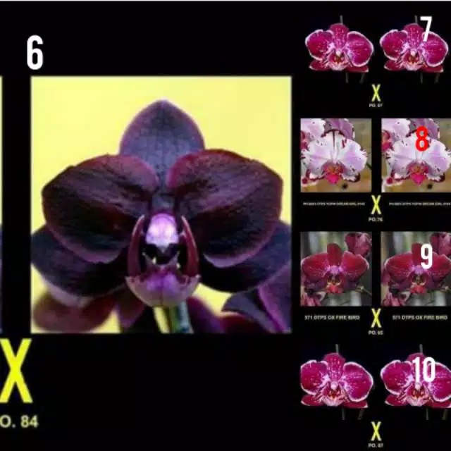 paket 5 anggrek bulan dewasa jumbo