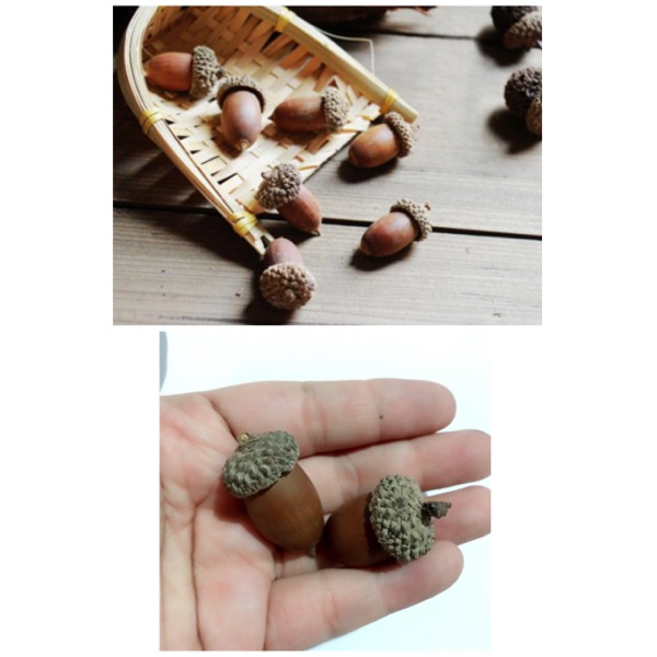 dry acorn biji pohon ek home decor fairy garden home dekorasi craft